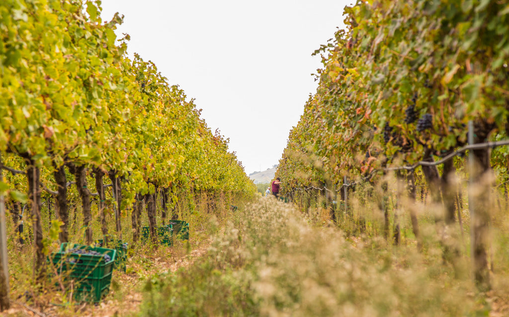 Das Weingut Morasinsi im Süden Italiens. Weinbau voller Natürlichkeit mit hervorragenden Ergebnissen