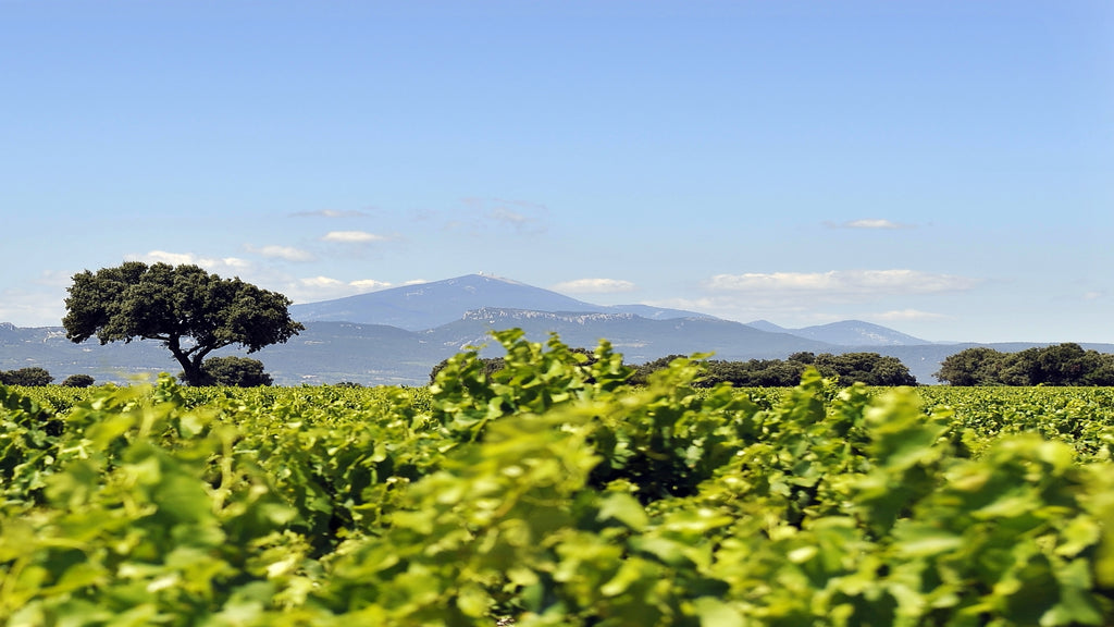 Der Klimaschutz betrifft auch den Weinanbau. Sich ändernde Temperaturen und Trockenheiten beeinflussen den Weinbau massiv